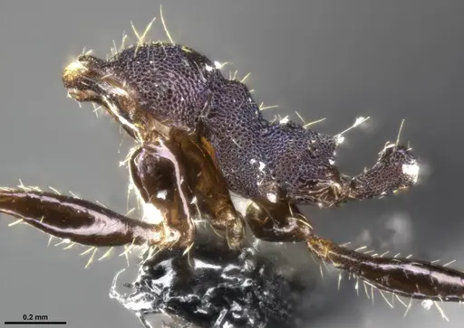 Pheidole purpurea - CASENT0283153