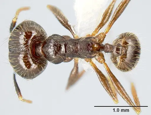 Pheidole purpurea - CASENT0609143
