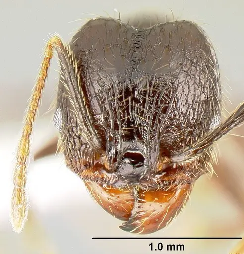 Pheidole purpurea - CASENT0609143