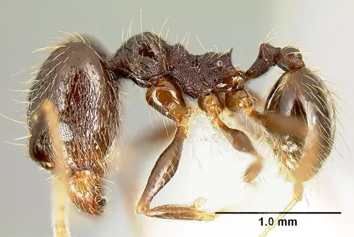 Pheidole purpurea - CASENT0609143
