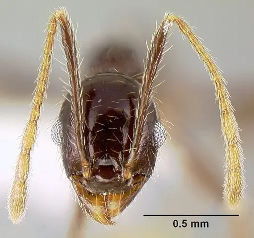 Pheidole purpurea - CASENT0609144