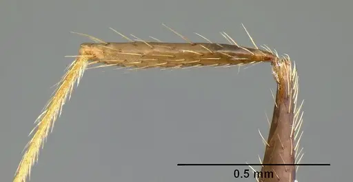 Pheidole purpurea - CASENT0609144