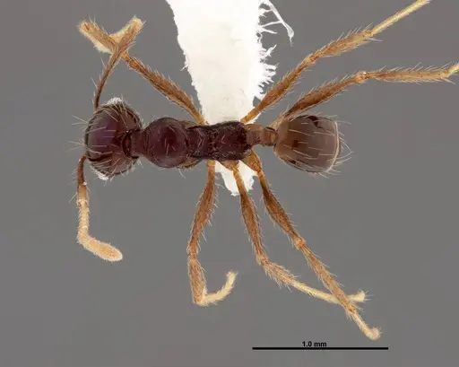 Pheidole purpurea - CASENT0609146