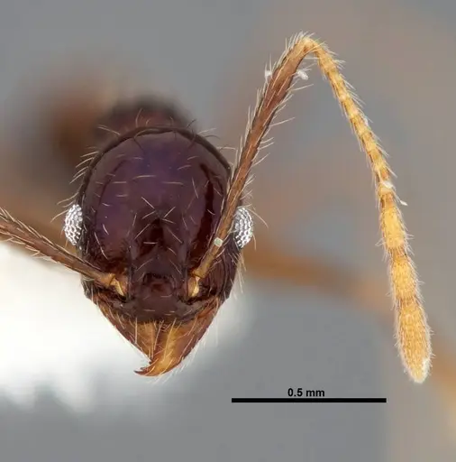 Pheidole purpurea - CASENT0609146