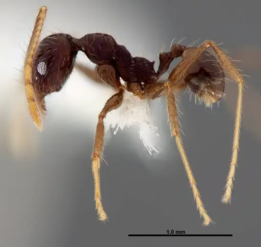 Pheidole purpurea - CASENT0609146
