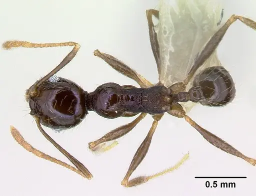 Pheidole purpurea - CASENT0609561