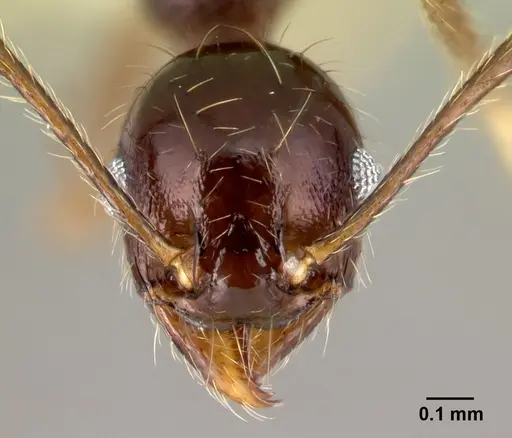Pheidole purpurea - CASENT0609561