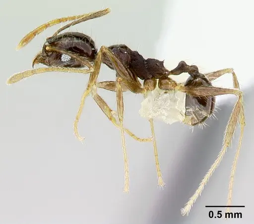 Pheidole purpurea - CASENT0609561