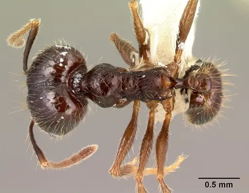 Pheidole purpurea - CASENT0609562