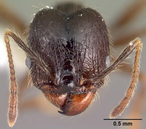 Pheidole purpurea - CASENT0609562