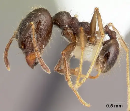 Pheidole purpurea - CASENT0609562