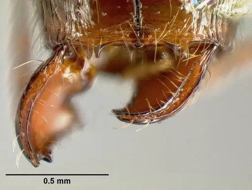 Pheidole purpurea - CASENT0610006