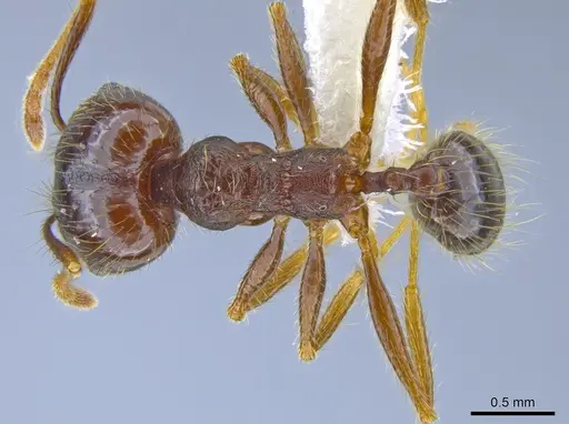 Pheidole purpurea - CASENT0610916