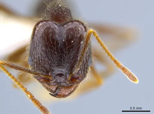 Pheidole purpurea - CASENT0610916