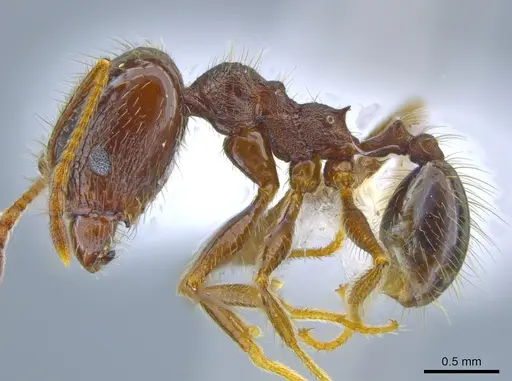Pheidole purpurea - CASENT0610916