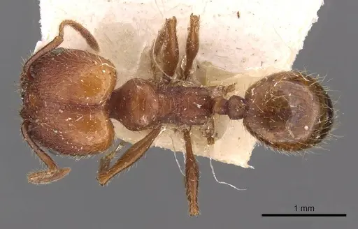 Pheidole puttemansi specimen