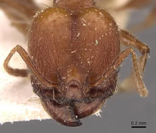 Pheidole puttemansi specimen