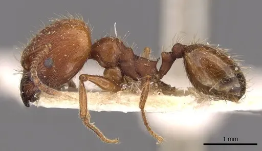 Pheidole puttemansi specimen