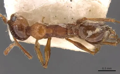 Pheidole puttemansi - CASENT0908137