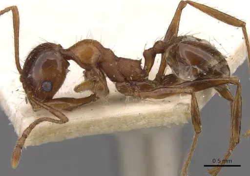 Pheidole puttemansi - CASENT0908137