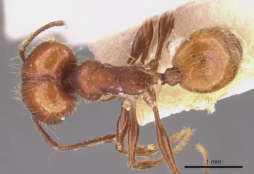 Pheidole puttemansi - CASENT0908142