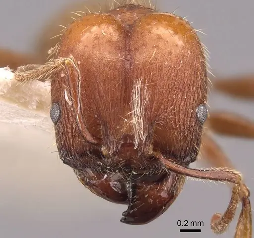 Pheidole puttemansi - CASENT0908142