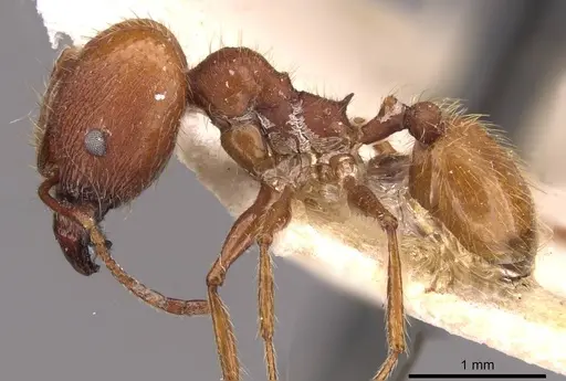 Pheidole puttemansi - CASENT0908142