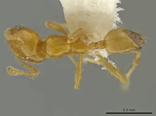 Pheidole pygmaea specimen