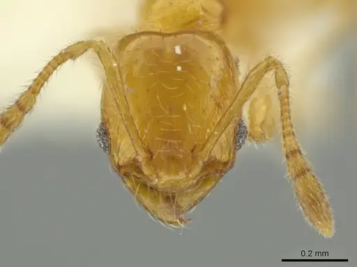 Pheidole pygmaea specimen