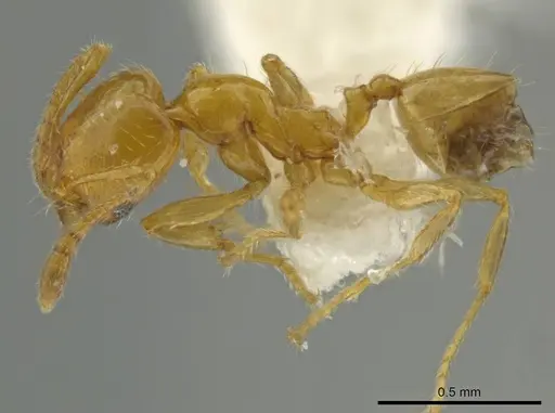 Pheidole pygmaea specimen