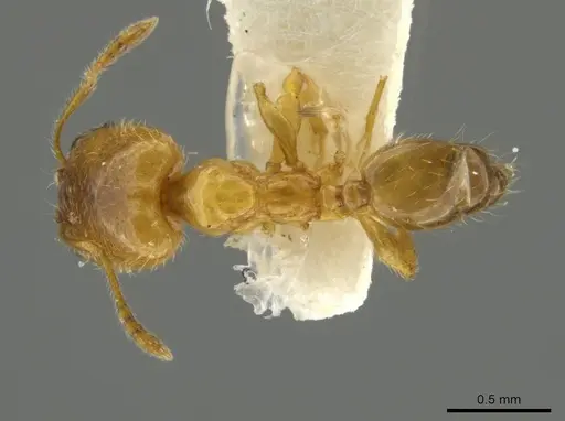 Pheidole pygmaea - JTLC000016503
