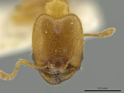 Pheidole pygmaea - JTLC000016503