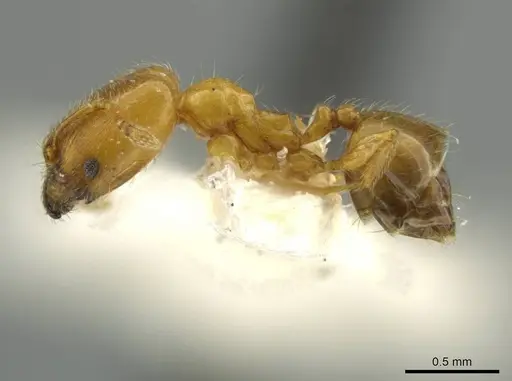 Pheidole pygmaea - JTLC000016503