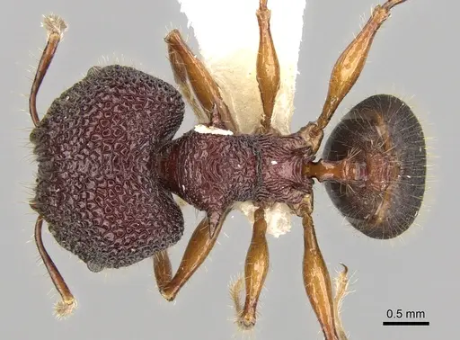 Pheidole quadrensis - CASENT0281630