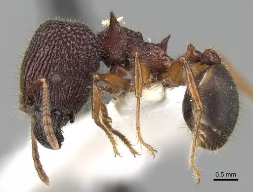Pheidole quadrensis - CASENT0281630