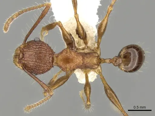 Pheidole quadrensis - CASENT0281631