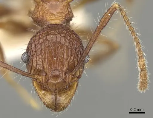 Pheidole quadrensis - CASENT0281631