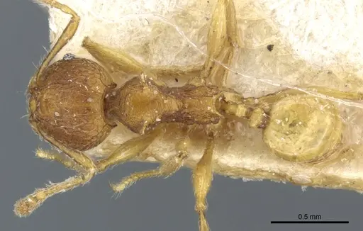 Pheidole quadrensis - CASENT0904266