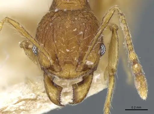 Pheidole quadrensis - CASENT0904266