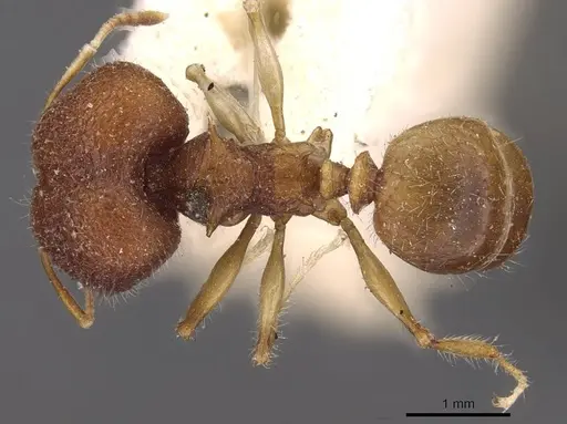 Pheidole quadrensis - CASENT0907768
