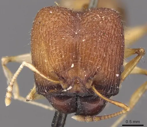 Pheidole quadrensis - CASENT0907768