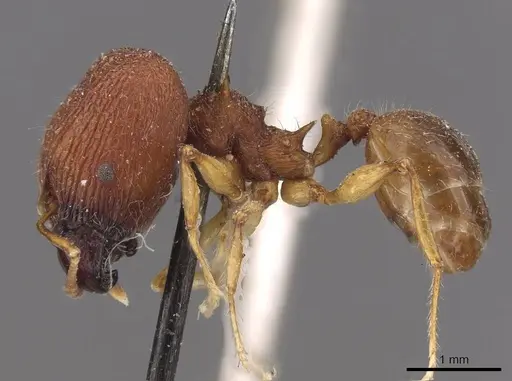 Pheidole quadrensis - CASENT0907768