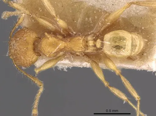 Pheidole quadrensis - CASENT0907769