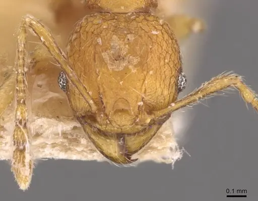 Pheidole quadrensis - CASENT0907769
