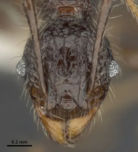 Pheidole quadrensis - MCZ-ENT00511505