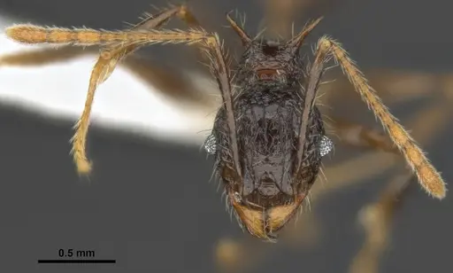 Pheidole quadrensis - MCZ-ENT00511505