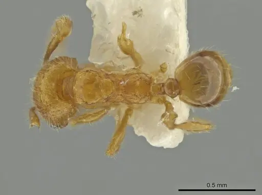 Pheidole quadriceps specimen