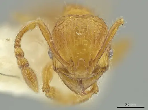 Pheidole quadriceps specimen