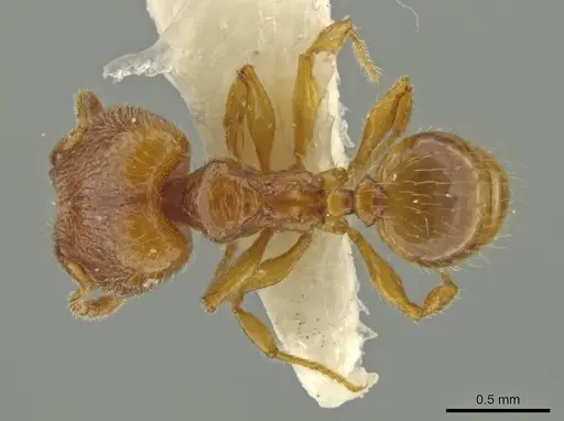 Pheidole quadriceps - JTLC000016505