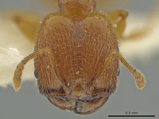 Pheidole quadriceps - JTLC000016505